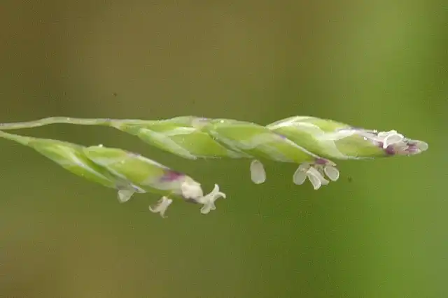 Photo of Poa annua - Flower:James Lindsey at Ecology of Commanster