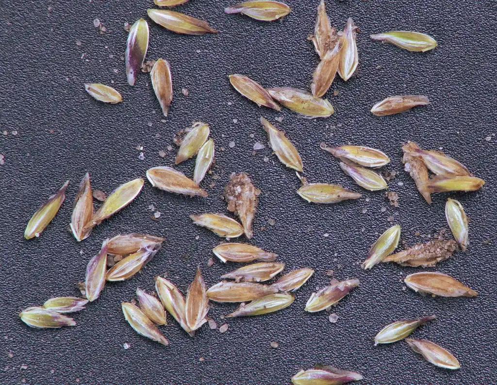 Photo of Poa annua - Fruits (seeds):Rasbak