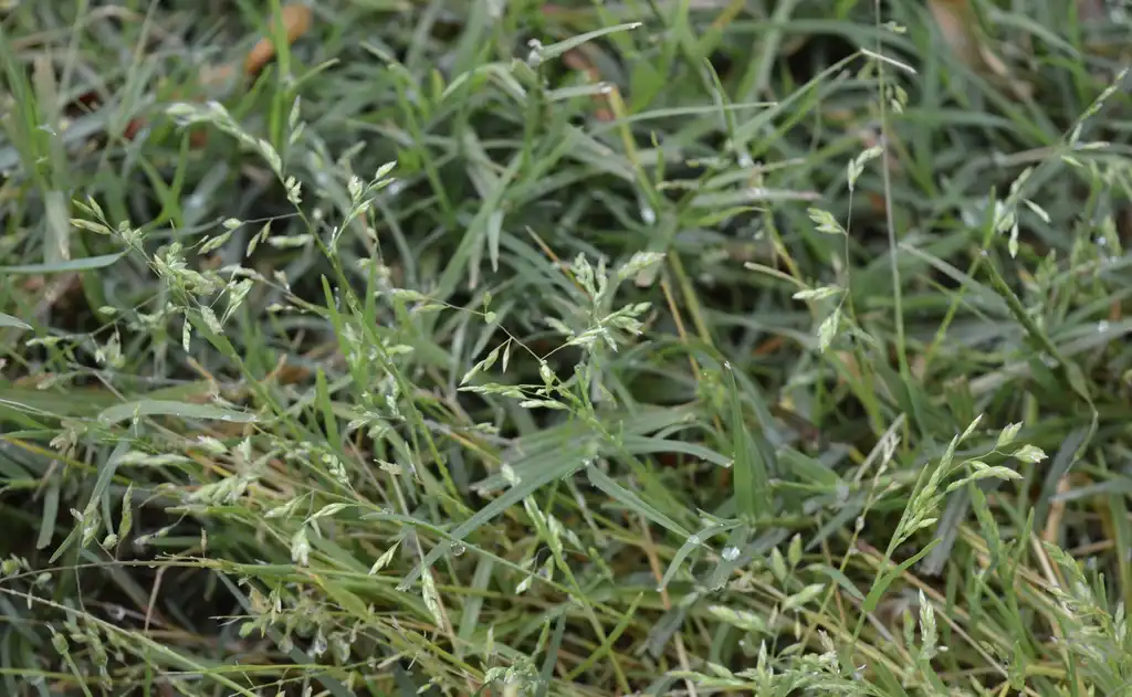 Photo of Poa annua - Plant:Kira Sims