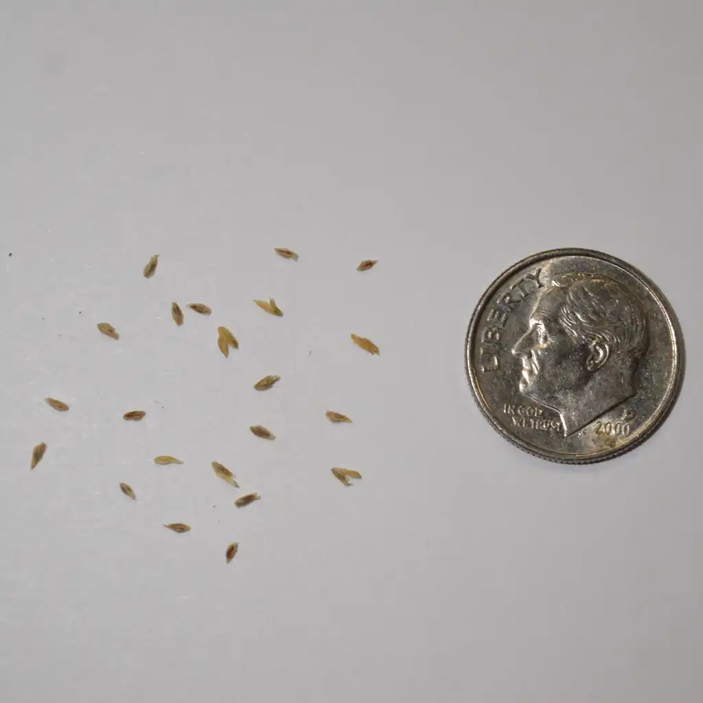 Photo of Poa annua - Seeds:Calla Veazie
