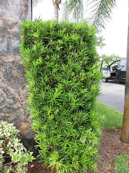 Foto de Podocarpus macrophyllus var. maki (Podocarpus macrophyllus var. makis)