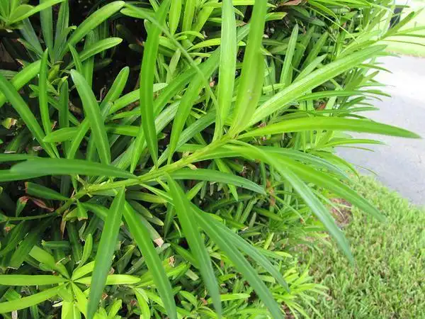 Foto de Podocarpus macrophyllus var. maki (Podocarpus macrophyllus var. makis)