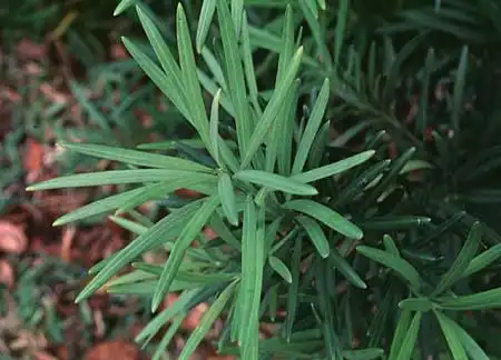 Фото Podocarpus macrophyllus (Podocarpus macrophylluss)