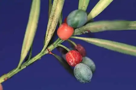 Фото Podocarpus macrophyllus (Podocarpus macrophylluss)