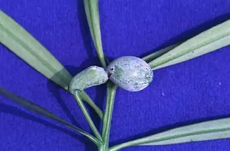 Фото Podocarpus macrophyllus - Fruit and seed: