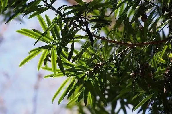 Фото Podocarpus macrophyllus - leaves:Harem.koh
