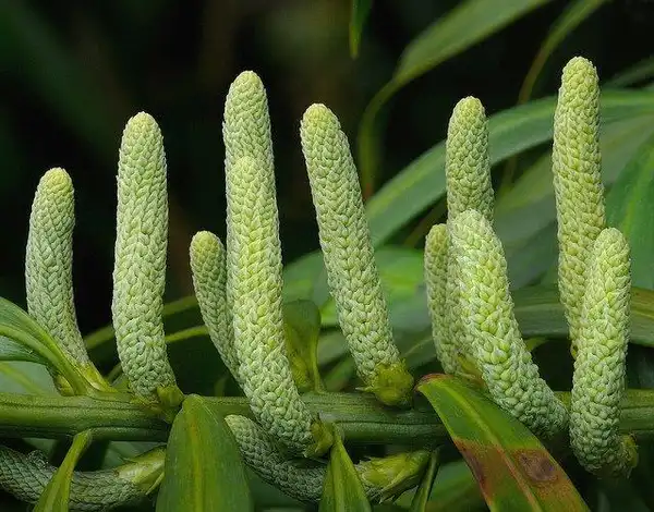 Фото Podocarpus macrophyllus - leaf buds:James Gaither