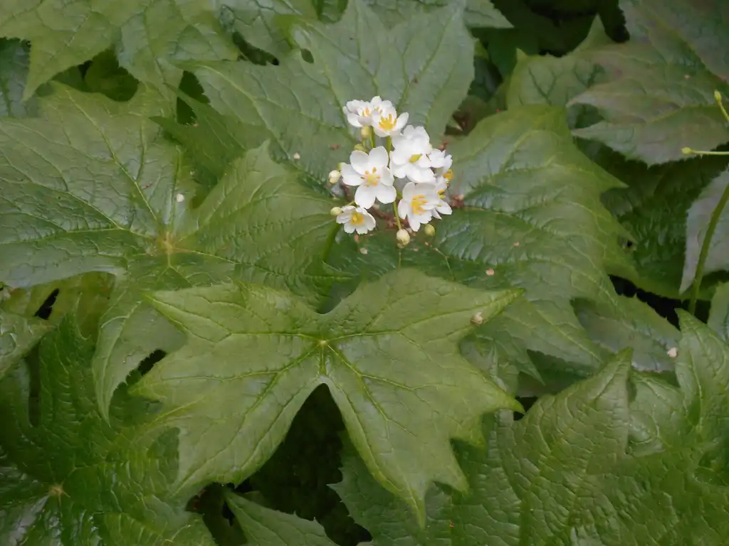 Фото Podophyllum cymosum - leaves and flowers:Averater