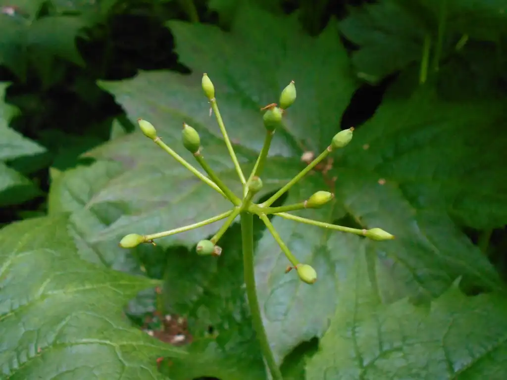 Фото Podophyllum cymosum - leaves and berries:Salicyna