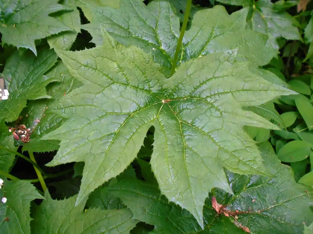 Фото Podophyllum cymosum - leaves:Salicyna