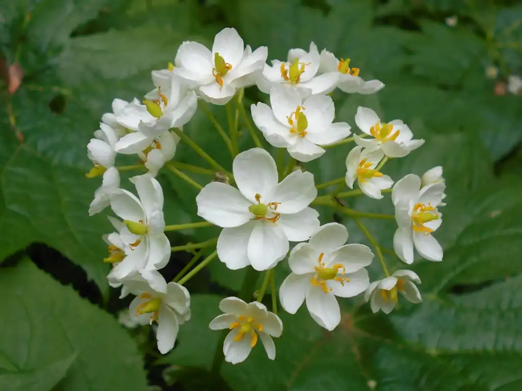 Фото Podophyllum cymosum - leaves and flowers:Salicyna