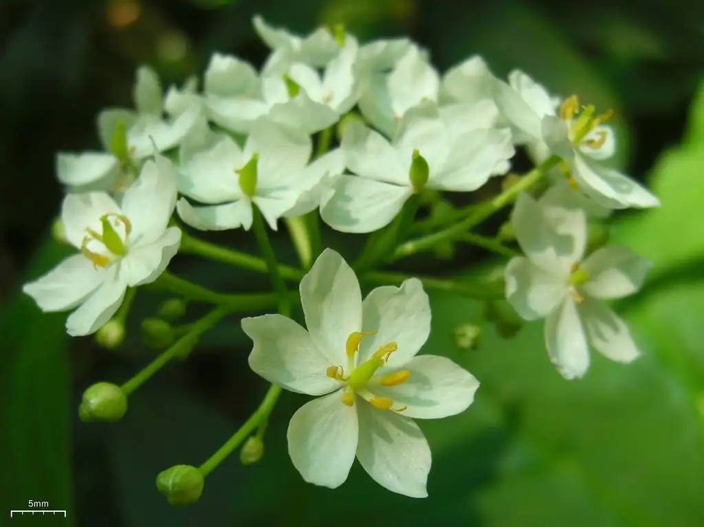 Фото Podophyllum cymosum - leaves and flowers:Jason Hollinger
