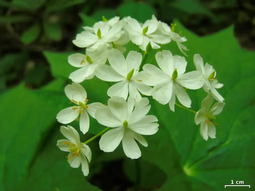 Фото Podophyllum cymosum - leaves and flowers:Jason Hollinger