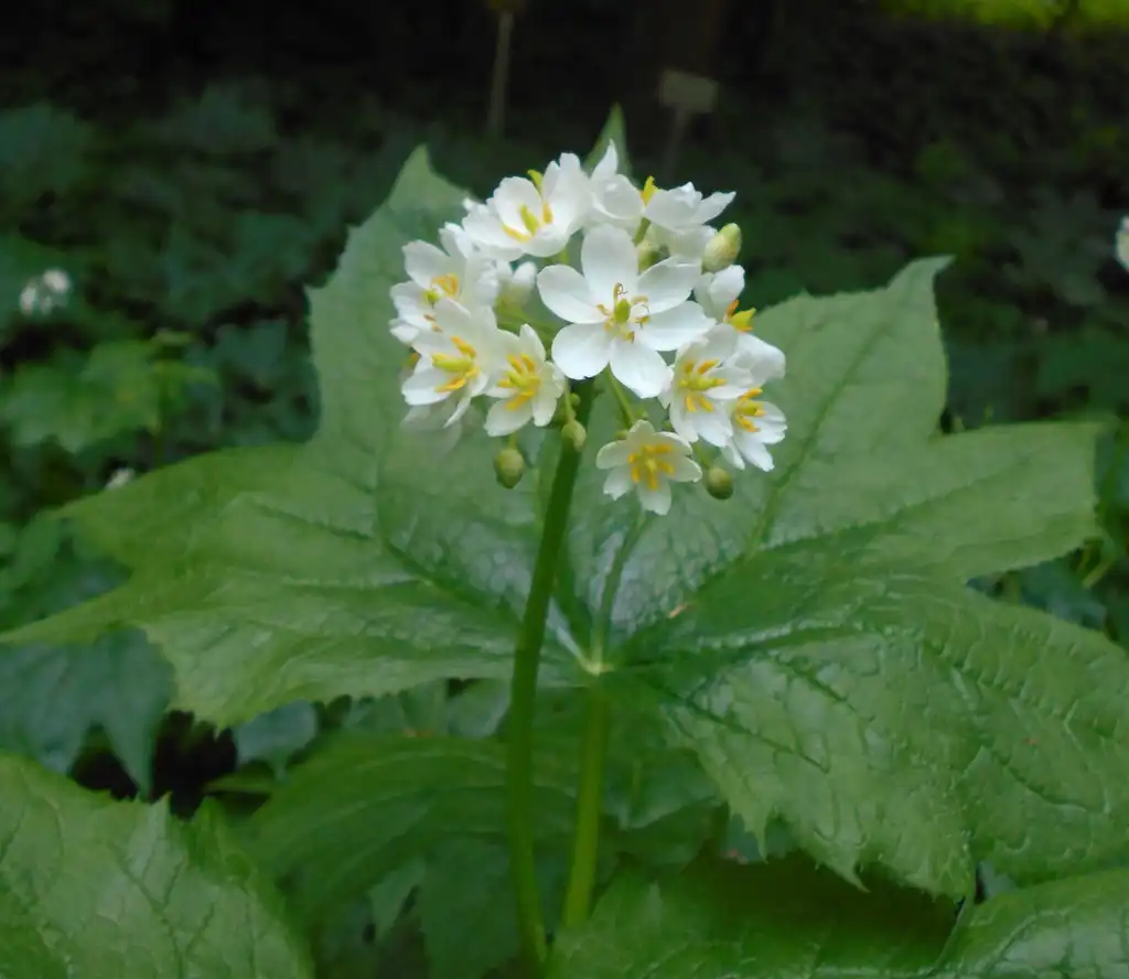 Фото Podophyllum cymosum - leaves and flowers:Salicyna