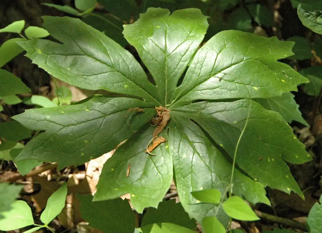 Фото Podophyllum peltatum (Podophyllum peltatums)