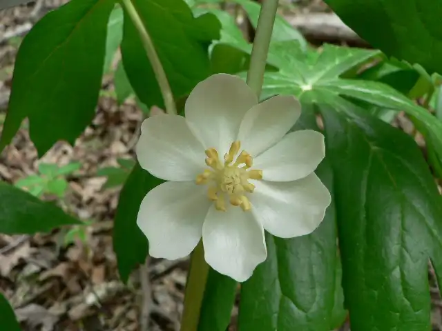 Фото Podophyllum peltatum (Podophyllum peltatums)