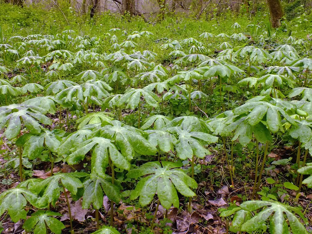 Фото Podophyllum peltatum - Podophyllum peltatum:Nicholas A. Tonelli