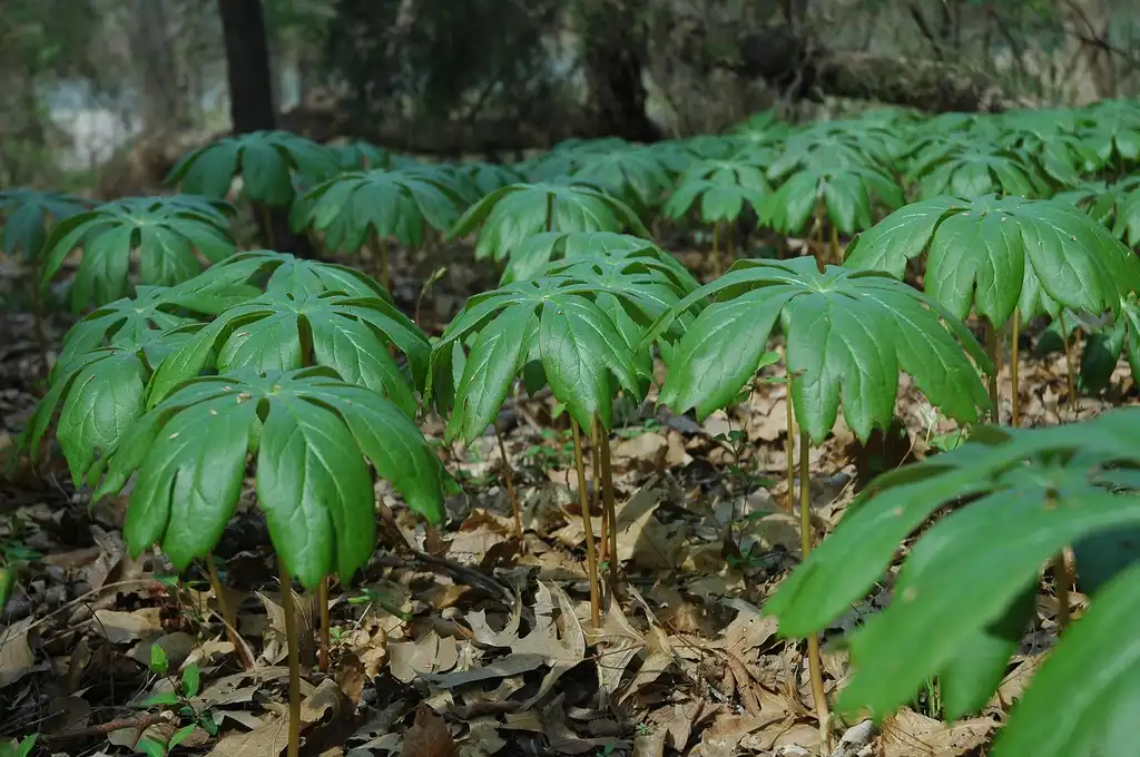 Фото Podophyllum peltatum - Podophyllum peltatum:Valis55 Wikimedia