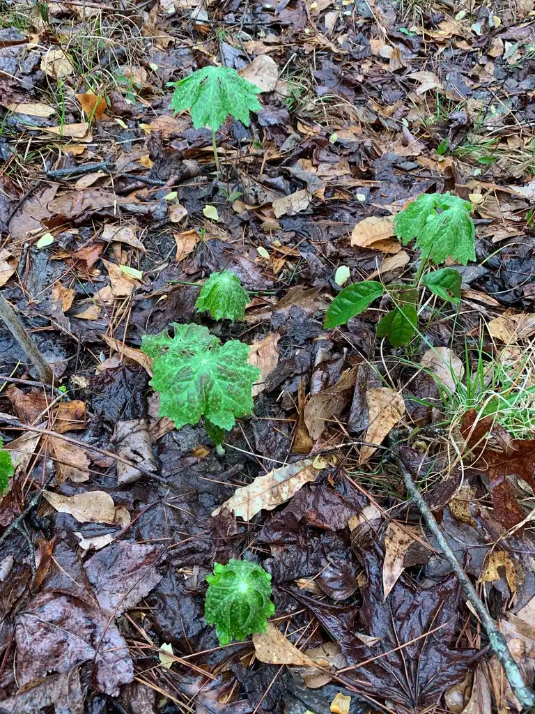 Фото Podophyllum peltatum - Form (Union County,NC)-Early Spring:Kristyna Culp