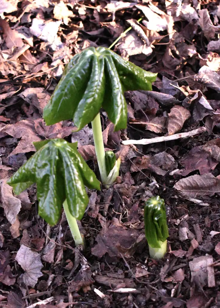 Фото Podophyllum pleianthum (Podophyllum pleianthums)