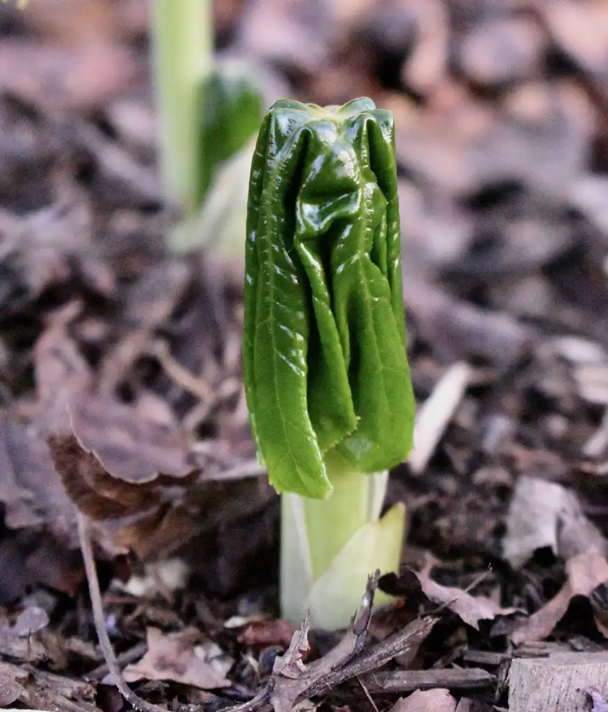 Фото Podophyllum pleianthum (Podophyllum pleianthums)