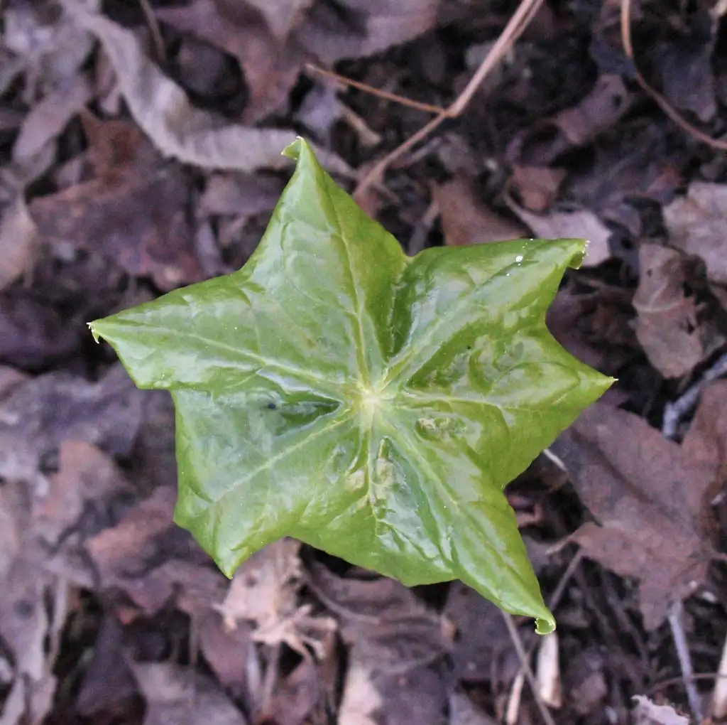Фото Podophyllum pleianthum - Leaf (Wake County, NC)-Early Spring:Cathy Dewitt