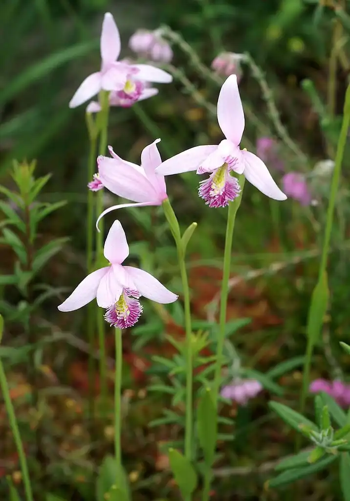 Photo of Pogonia ophioglossoides (Pogonia ophioglossoidess)
