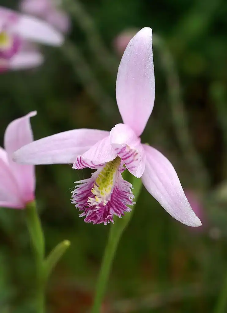 Photo of Pogonia ophioglossoides (Pogonia ophioglossoidess)
