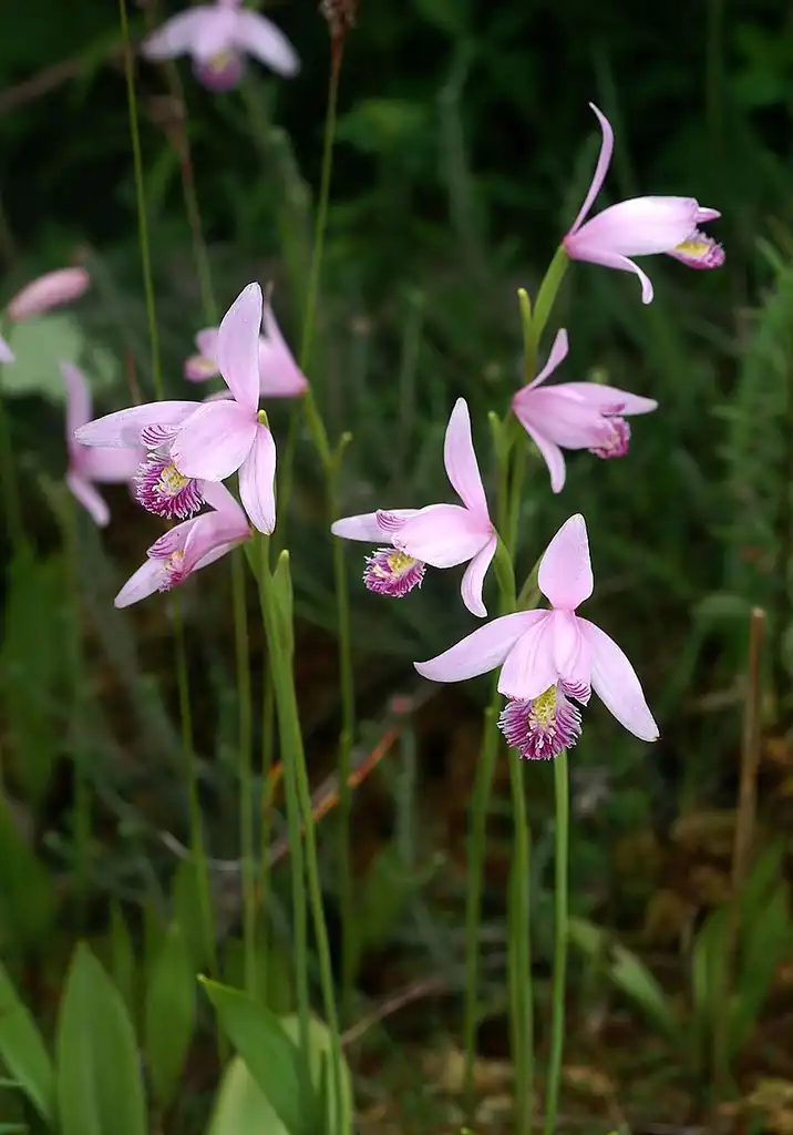 Photo of Pogonia ophioglossoides - Pogonia ophioglossoides:Orchi Wikimedia