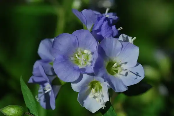 Photo of Polemonium reptans (Polemonium reptanss)