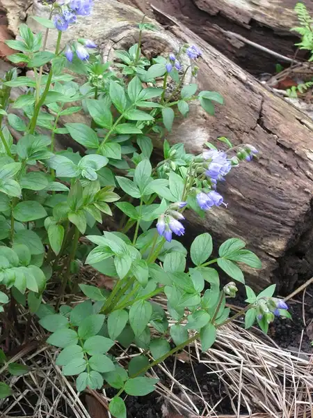 Photo of Polemonium reptans (Polemonium reptanss)