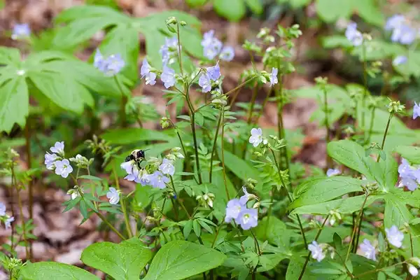 Photo of Polemonium reptans - :Melissa McMaster