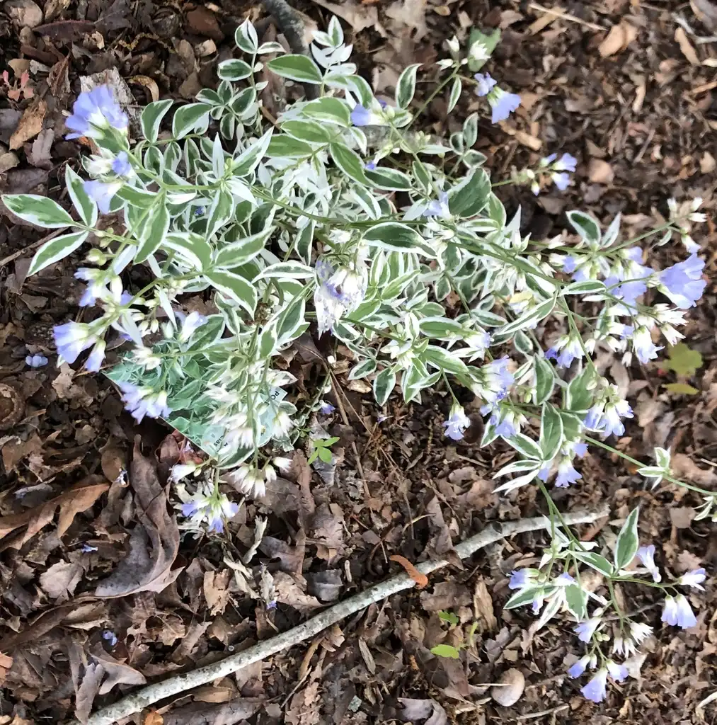 Photo of Polemonium reptans - Form (Wake County,NC):Cathy Dewitt