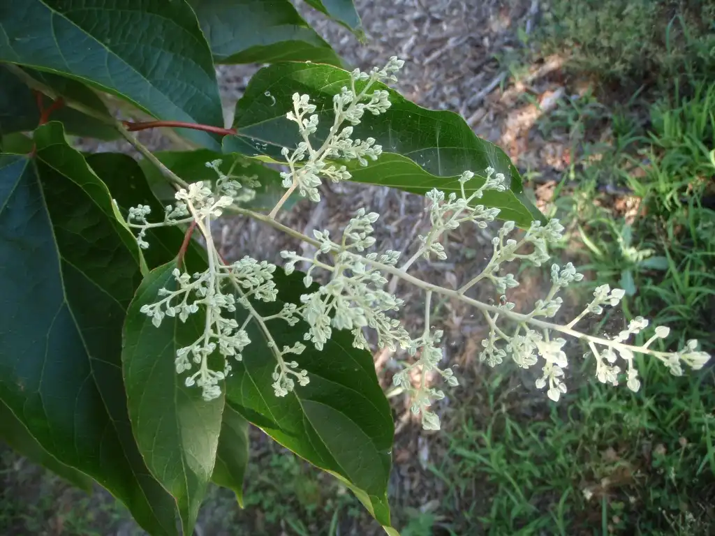 Photo of Poliothyrsis sinensis (Poliothyrsis sinensiss)