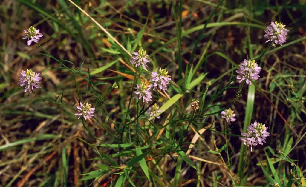 Foto de Polygala curtissii (Polygala curtissiis)