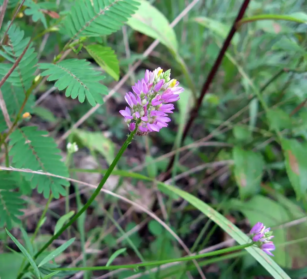 Foto de Polygala curtissii (Polygala curtissiis)