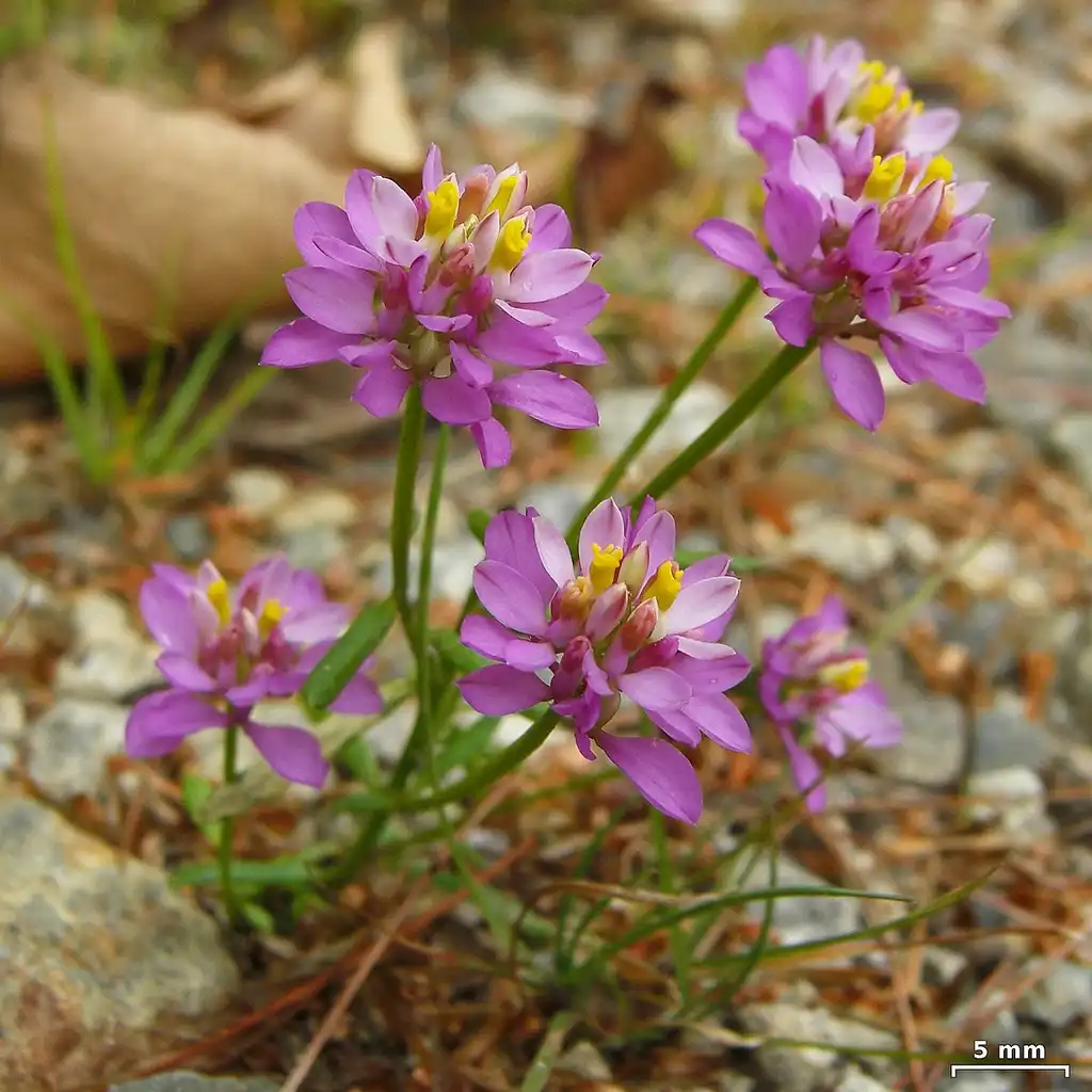 Foto de Polygala curtissii - Polygala curtissii:Jason Hollinger