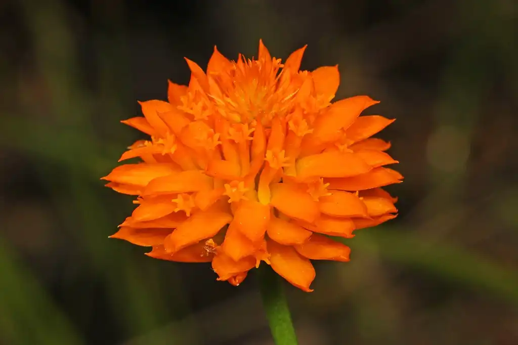 Foto de Polygala lutea (Polygala luteas)
