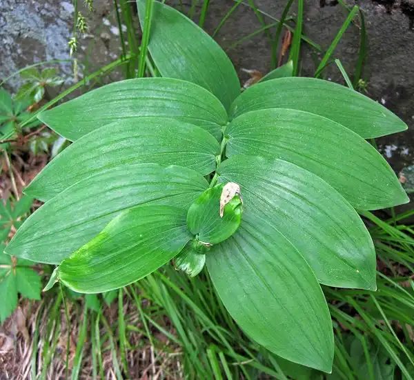 Foto de Polygonatum biflorum (Polygonatum biflorums)