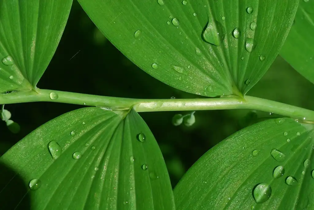Foto de Polygonatum biflorum (Polygonatum biflorums)
