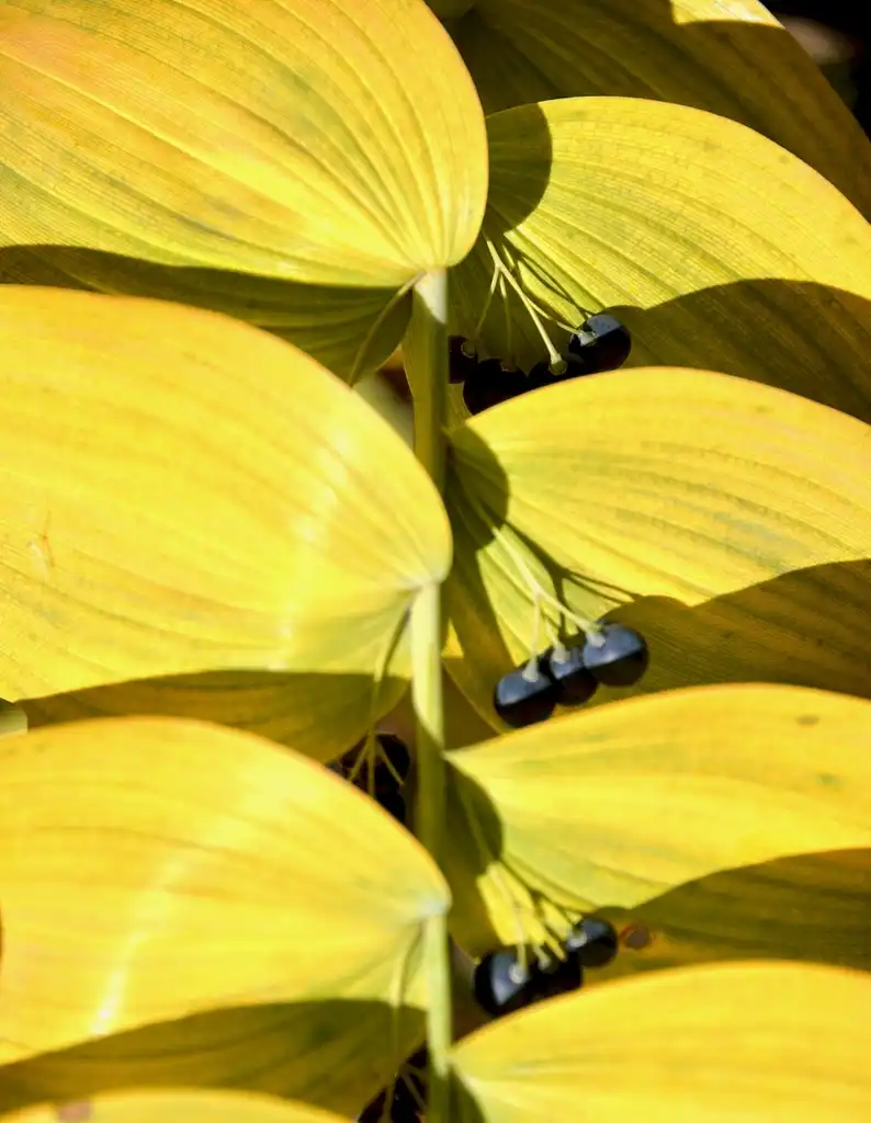 Foto de Polygonatum biflorum - Fall Leaf Color:Keith Ewing