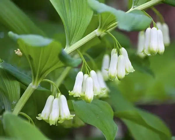Foto de Polygonatum biflorum - :Wplynn