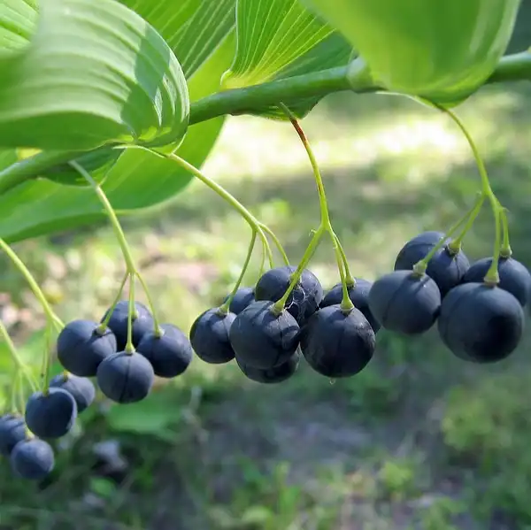 Foto de Polygonatum biflorum - :Beautifulcatya