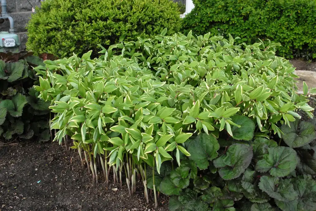 Foto de Polygonatum biflorum - Polygonatum commutatum 'Variegatum' Form:Jim Robbins