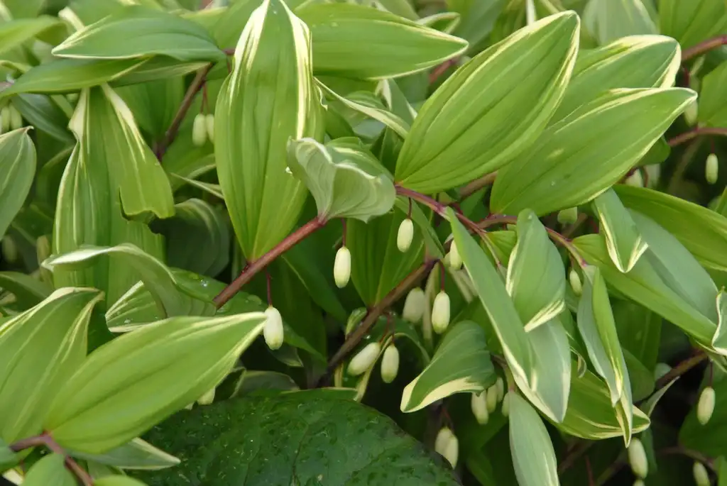 Foto de Polygonatum biflorum - Polygonatum commutatum 'Variegatum' Leaf and Flower:Jim Robbins
