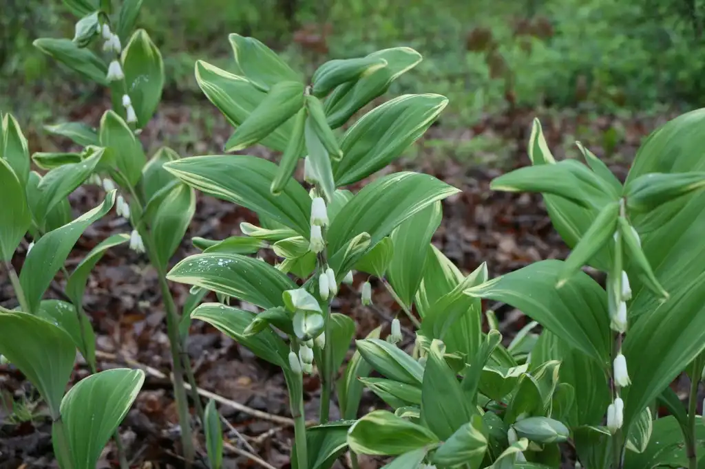 Foto de Polygonatum biflorum - Leaves Close-Up (Johnston County,NC):Chris Alberti