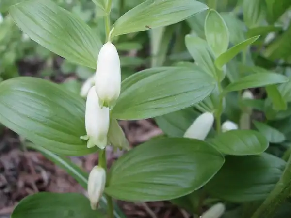 Photo of Polygonatum humile (Polygonatum humiles)