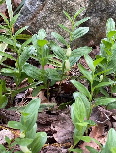 Photo of Polygonatum humile (Polygonatum humiles)