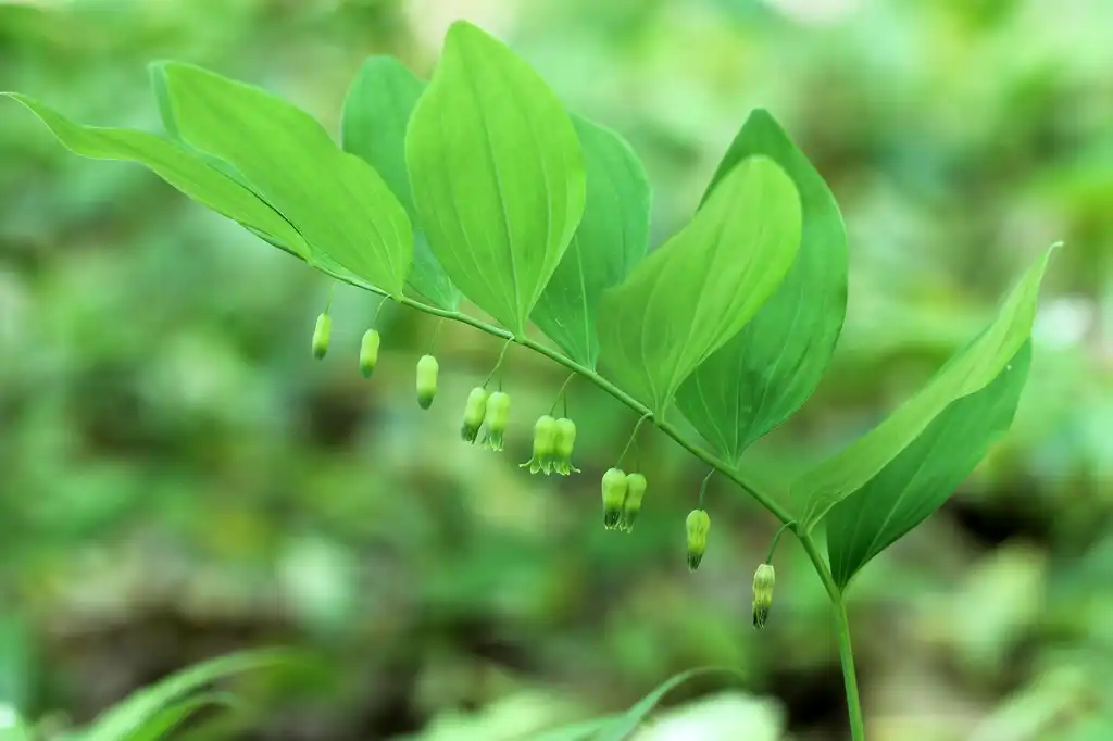 Photo of Polygonatum pubescens (Polygonatum pubescenss)