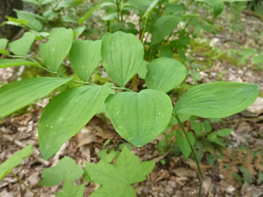 Photo of Polygonatum pubescens (Polygonatum pubescenss)